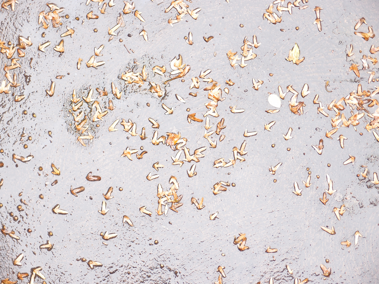 2019-09-17 Blätter auf (feuchtem) Boden